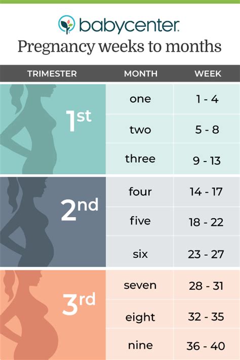 How To Count Your Pregnancy In Weeks And Months Babycenter Australia