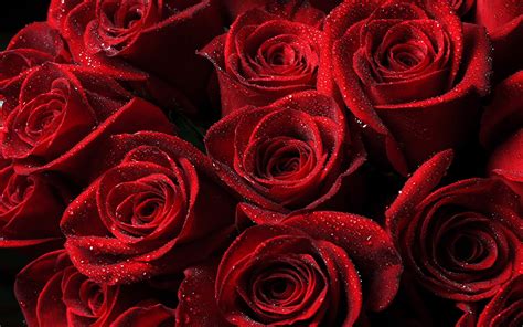 Flowers Beautiful Dark Red Roses With Drops Water Wallpaper Widescreen
