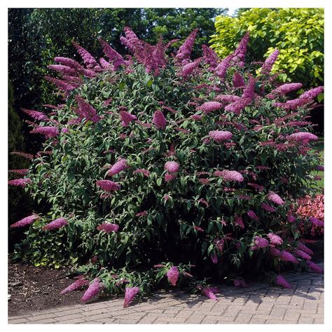 Buddleia Pink Delight Pc National Plant Network U S D A Hardiness