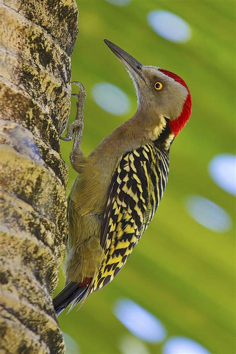 Details : Hispaniolan Woodpecker - BirdGuides