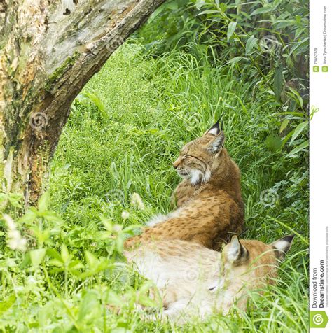 Pair Of Wild Lynx In Grass Under Tree Resting Stock Image Image Of