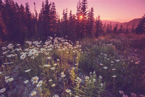 Premium Photo Mountain Meadow In Sunny Day