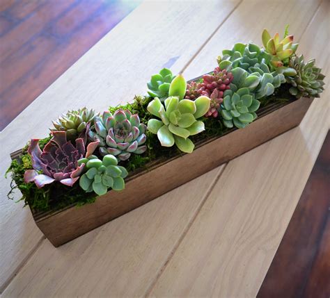 Succulent Planter By My Blooming Business