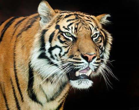 Top 60 Tiger Growling Stock Photos Pictures And Images Istock