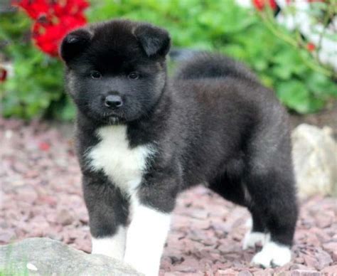 Does anyone know breeders or by chance have a litter coming that could help me? Shiba Inu Mix Puppies For Sale | Puppy Adoption | Keystone ...