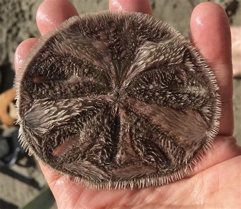 Friday Fellow Five Slotted Sand Dollar Earthling Nature