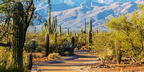 10 Saguaro Cactus Facts Aandp Nursery