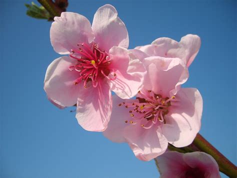 Peach In Blossom 3 Free Photo Download Freeimages