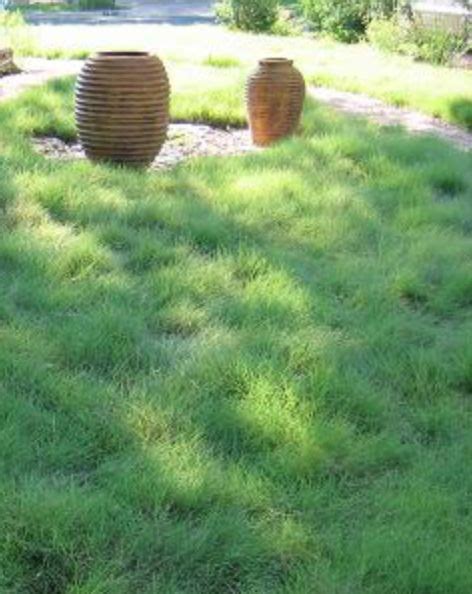4 Best Grass Types For Austin Lawnstarter Grass Type Zoysia Grass