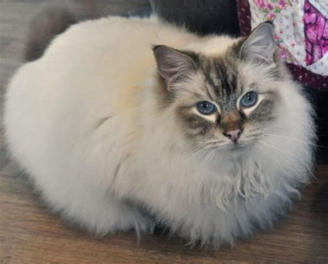 Missy Female Ragdoll Cat In Wa Petrescue