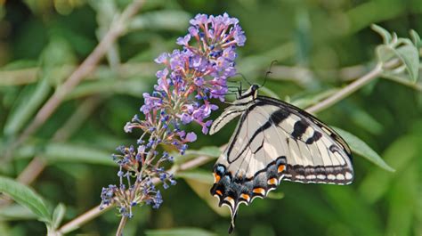 Protecting Butterfly Bush Melinda Myers