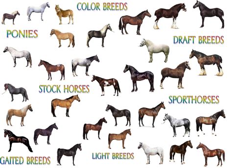 Horse Id Breeds Of The World Diagram Quizlet