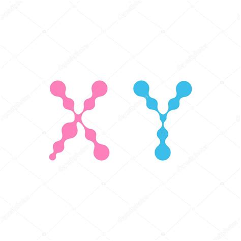 Cromosoma Sexual Cromosomas Xy En Dise O De Fluidos Moleculares S Mbolo Vectorial Aislado
