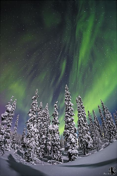 Aurora Forest Northern Lights Over The Forest Of The Pyhae Luosto
