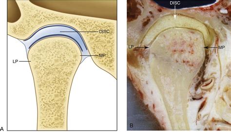 1. Functional Anatomy and Biomechanics of the Masticatory System