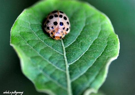 28 Spotted Potato Ladybird Project Noah
