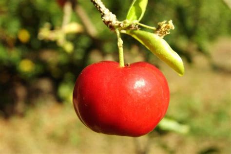 Barbados Cherry Malpighia Emarginata Sweet Exotic Tropical Fruit Seed