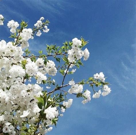 White Against The Blue Sky Flower Aesthetic Flowers Nature Plants