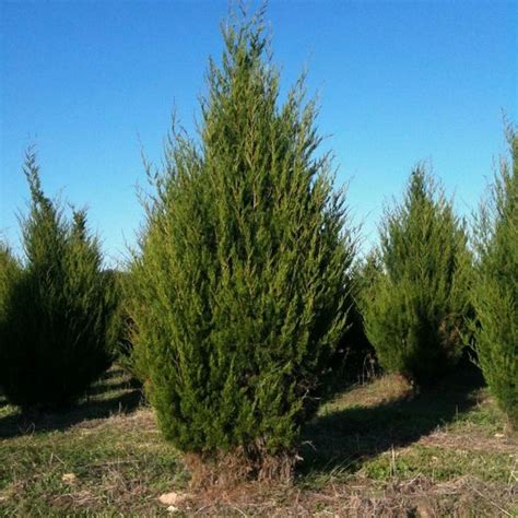 Ienupar De Virginia Juniperus Virginiana
