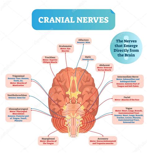 Ilustraci N Vectorial De Nervios Craneales Diagrama Etiquetado Con