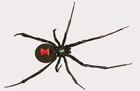 Dangerous Spiders In Spain Rent A Car Best Price