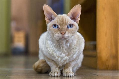 Девон-рекс кошка, описание породы, фото, характер, окрас, уход, история ...