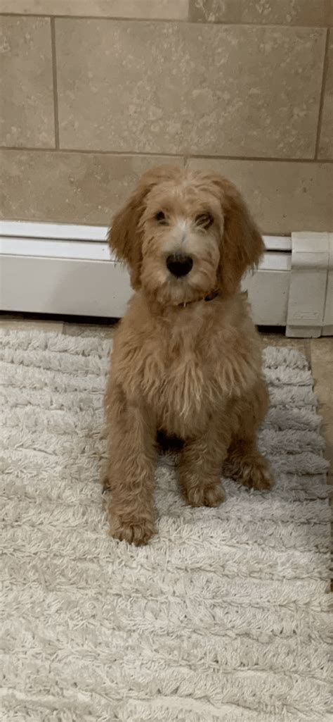 Actor ian ziering's rating and review ⭐⭐⭐⭐⭐. Bernedoodle Puppies For Sale | Pepper Pike, OH #284410