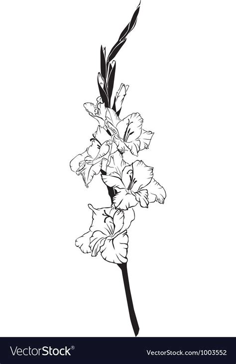 Black And White Line Art Image Of A Flower Gladiolus Download A Free
