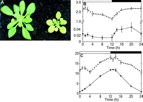 A Previously Unknown Maltose Transporter Essential For Starch Degradation In Leaves Science