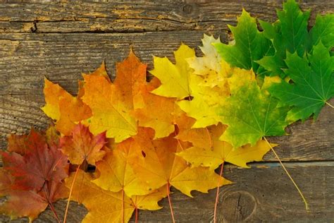 Red Yellow And Green Maple Leaves On Old Wooden Background Stock Photo