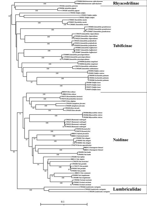 Phylogenetic Tree Of The COI Gene Based On Neighbour Joining Analysis Download Scientific