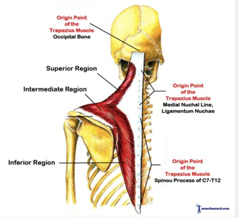 Pectoral Girdle And Back Muscle Origins Insertions Innervations And