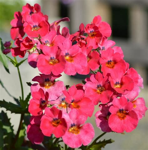 Nemesia Carneval Mix Pink Up Close Flowers Plants Rose
