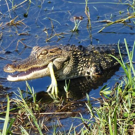 1000 Images About Alligator On Pinterest Food Chains Alligators And
