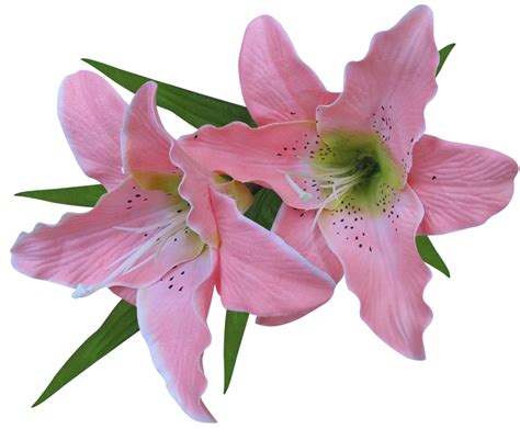 Free Amaryllis Flower Cliparts Download Free Amaryllis Flower Cliparts