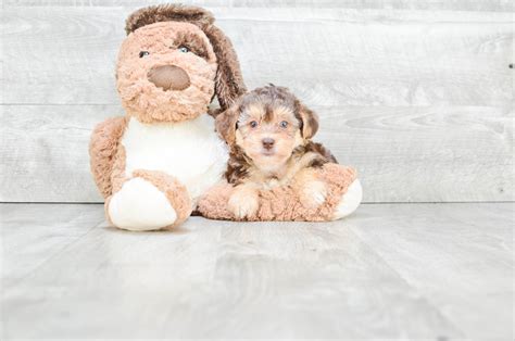 Morkie Puppies for Sale - On-the-spot Adoption in Ohio ...
