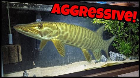 Keeping Most Aggressive Freshwater Fish In Home Aquarium