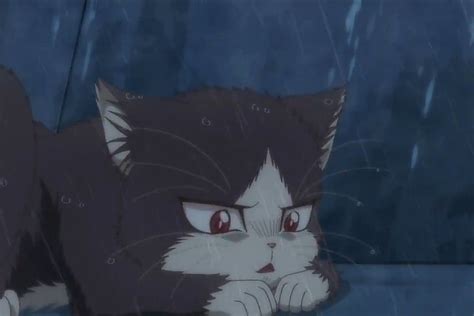 Animedoukyonin Wa Hiza Tokidoki Atama No Ue Cute Anime Cat Cat