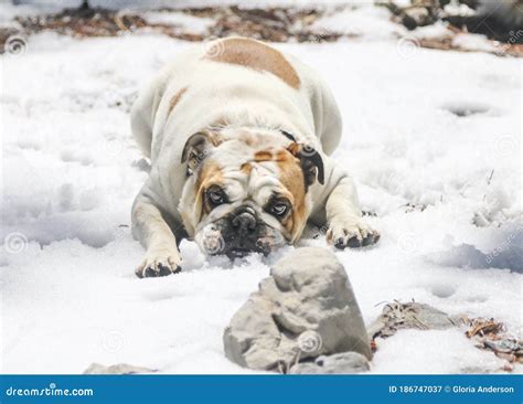 White English Bulldog Playing In The Snow Stock Image Image Of