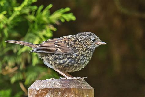 A Dunnock Juvenile By Johnsd Ephotozine