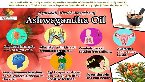 The combination is nourishing for the muscles and tissues. Health benefits of Ashwagandha essential oil | Essential Oil