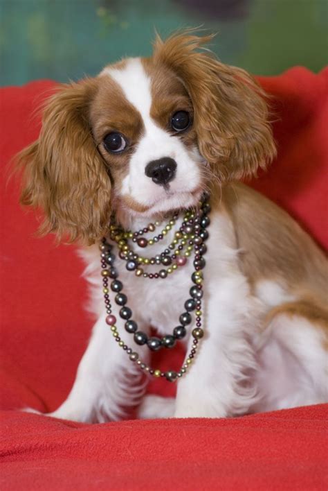 17 Best Images About Pets Wearing Jewelry On Pinterest Yorkies