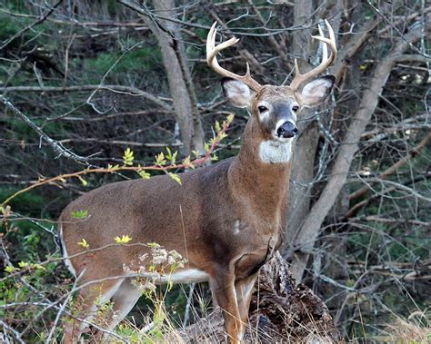 Njdep New Jersey Fish And Wildlife White Tailed Deer In New Jersey