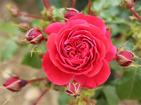 Available Online Rose Floribunda Laimant Ashwood Nurseries