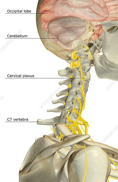Maybe you would like to learn more about one of these? The nerve supply of the neck - Stock Image - F001/6965 ...