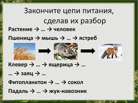 Нии питания диета Правильная Цепь Питания — Похудение Диета Правильное Питание Правильная Цепь Питания — Похудение Диета Правильное Питание Нии питания диета