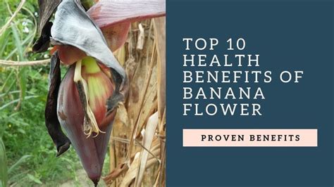 Top 10 Health Benefits Of Banana Flower Banana Benefits Banana Flower Banana Health Benefits