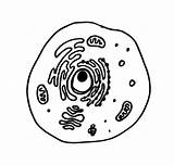 Cell Animal Cells Drawing Blood Nucleus Draw Red Getdrawings sketch template