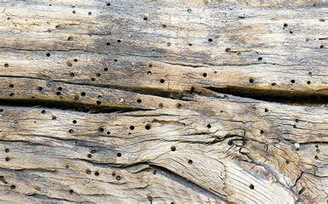 Powell, esq., llc bonnie o. Blog - Baton Rouge Property Owners' Complete Guide To Powder Post Beetles