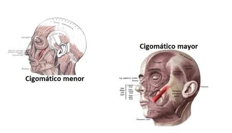 Músculo Cigomático Mayor Y Menor Origen Inserción Inervación Acción